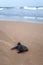 Newly hatched baby Loggerhead turtle t