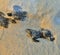 Newly hatched baby turtles are racing
