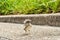 Newly hatched bird standing on a sidewalk