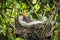 Newly hatched blackbirds in a birds nest