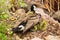 A newly hatched gosling climbing on its` mothers back