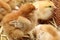 Newly hatched little chicks on a chicken farm