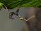 Newly hatched Macleay`s spectre stick insect, Extatosoma tiaratum, cECP 2017