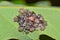 Newly hatched shield bug nymphs on an oak leaf.