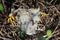 Newly hatched snowy egret chicks in nest between mother`s feet in Saint Augustine, Florida.