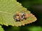 Newly hatched stink bugs on a leaf.