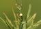 Newly laid Black Swallowtail butterfly egg on a Dill weed