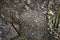 Newly laid frog eggs from European common brown frog, Rana temporaria, in a frog pond in Kristiansand Norway