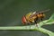 A newly molted blow fly/green bottle fly