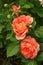 Newly opened English rose blooms and buds in a spring garden