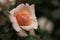 Newly opening apricot blend rose closeup
