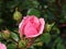 Newly opening pink rosebuds on one stem.