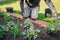 A newly panted ever green plant in front of a male gardener kneeling on a brick lawn edging in front of  a flower bed