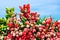 Newly picked fresh tulips to be sold. Bunches stacked together with blue sky behind.