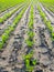 Newly planted endive plants in long converging lines