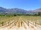 Newly planted grapevines growing in neat rows lead towards distant hazy mountains