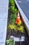 Newly planted median between the street and new sidewalk, ornamental grasses, plants, orange safety cone, and irrigation hose