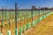 Newly planted orchards organized into rows