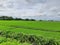 NEWLY PLANTED PADDY FIELDS UNDER OPEN CLOUDY SKY