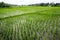 Newly planted rice fields