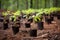 newly planted saplings in a deforested area