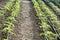 Newly planted tomato shoots in greenhouse