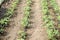 Newly planted tomato shoots in greenhouse