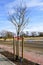 Newly planted tree at roadside with three stakes to support it, roots watering pipe