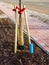 Newly planted tree at roadside with three stakes to support it, roots watering pipe