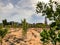 Newly planted trees on a farm are watered with a irrigation system seeking efficiency in a time of drought in Israel