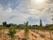 Newly planted trees on a farm are watered with a irrigation system seeking efficiency in a time of drought in Israel