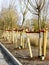 Newly planted trees at roadside with three stakes to support it, roots watering pipe