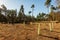 Newly planted young trees among the stumps of the felled trees