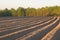 Newly ploughed field