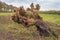 Newly pruned decayed and crooked pollard willow tree