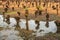 Newly pruned pollard willows reflected in the water