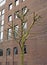 A newly-pruned tree in Bristol, UK