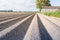 Newly seeded potatoes in ridges of clay ground