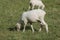 Newly sheared sheep grazing in the field