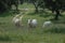 Newly sheared sheep grazing in the field