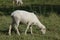 Newly sheared sheep grazing in the field