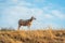 Newly sheared sheep stands on top of a