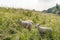 Newly shorn sheep between flowering tall grass
