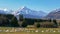 Newly shorn sheep graze with new zealand`s mt cook towering in the distance