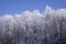 Newly snow on tree in forest