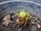 Newly sprouted celery plants