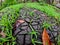 Newly sprouted grass threatened by drought, The plants will soon die.