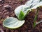 A newly sprouted pumpkin seedling close up