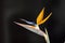 The newly strelitzia flower with black background