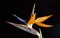 The newly strelitzia flower with black background